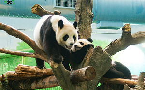 防疫期慶生！大貓熊「圓仔」8歲生日趴 動物園：4平台直播