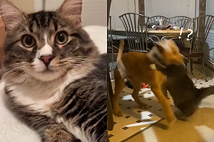 柔道大師貓「瞬間撂倒」大狗　網驚：可拿黑帶！