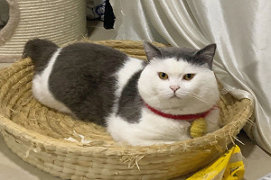 大頭貓天生自備超短瀏海　網笑：原來喵也流行栗子頭！