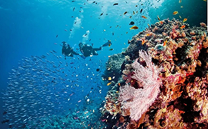 澳洲質疑大堡礁入瀕危世界遺產名錄是受北京影響 中國強烈反對