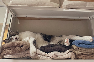 毛巾剛清洗放好　萌貓立刻躺上「霸佔全部」：有點毛沒事吧？