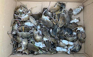 「老鼠沙皇」年薪450萬! 紐約市「鼠輩」猖獗 市府高薪聘她「大規模屠殺」