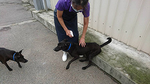 毛寶貝防壁蝨大作戰 新北緊急救援籲預防勝於治療