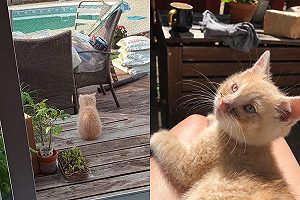 小橘貓衝進院子求助　悉心照顧下成為「黏人膝上貓」！