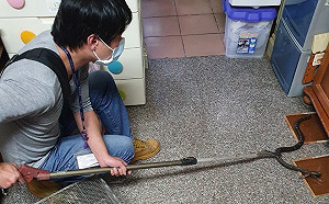 街頭驚見蛇出沒！動保處：夏季可高達六百多件通報