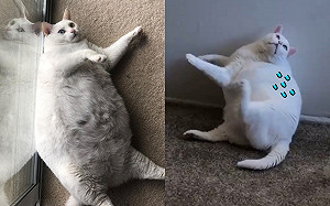 (影)球狀白貓頭癢卻「抓不到」　網笑：世界上最遠的距離！