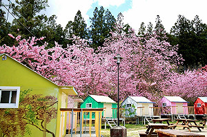 微解封》武陵農場13日、梨山賓館15日起有條件開放