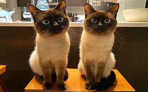 (影)兩隻暹羅貓長相太相似　網：根本複製貼上！