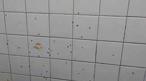 「浴厠蛾蚋」狂飛超擾人？環保署揭3防治法：不會再孳生