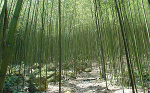 微解封》八仙山、合歡山13日起有條件開放！進行人潮管制 餐廳不內用