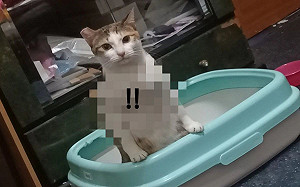 貓咪上廁所意外露出「館長」氣息　媽嘆：母貓長這樣好嗎？