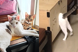 (影)貓進喵屋「肥肚卡門」進不去　奴才爆笑：忘了你的體型！