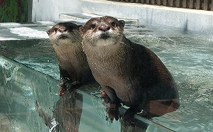 微解封》「水獺新家」大公開！花蓮海洋公園13日重新開園營運