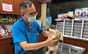 防疫兼照護毛寶貝  新北推動物醫院遠端視訊看診