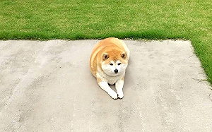 帶柴散步卻「不動如山」　網友看身材秒笑噴：懂了！