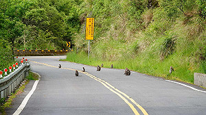 微解封》野生動物被迫收假！玉山國家公園：放慢速度注意「用路人」