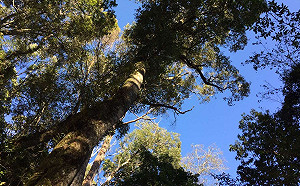 到觀霧感受豐富山林之美！特色講座開放預約