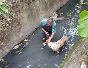 毛孩受困水溝險喪命 因禍得福成為新北明星犬
