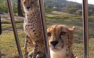 (影)車外獵豹無辜臉「奶音賣萌」 網苦惱：我要摸還是要手？