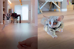 (影)嬰猴聽見媽呼喚　立刻「ㄉㄨㄞㄉㄨㄞ」跳靠近：偶來了！