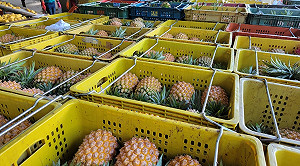 農委會為台灣鳳梨外銷安全把關!應用「質譜快檢」解決農藥殘留問題
