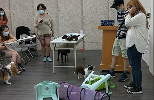 新北動保小學堂課程上線 助毛孩居家防疫樂學習