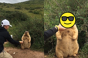 (影)土撥鼠「懊嘟嘟」堅持要人餵餅　網友見亮點笑：這龍貓？