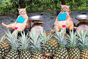 橘貓懊嘟嘟背錢袋路邊「賣水果」網笑：沒買好像走不了！