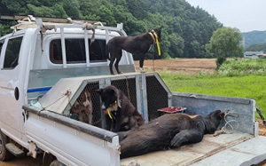 注意 熊出沒! 韓國2黑熊外逃 一隻剛跑400米被射殺 一隻9天下落不明