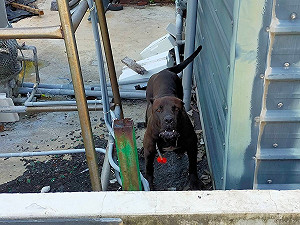 民眾怕怕！「地獄絞肉機」現蹤布袋 動保員吹箭捕獲