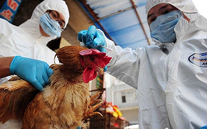 四川傳出人類感染禽流感H5N6 專家 : 偶發事件 流行風險低