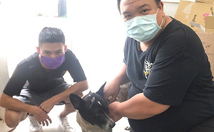 居家防疫不孤單 新北犬貓回春雙響炮認養35隻犬貓