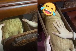 (影)神桌抽屜拉開竟見「虎皮蛋糕」！網笑：可切片賣嗎？