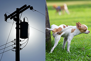 太受狗狗喜愛電線桿活活「被尿斷」　網爆笑：水箭龜嗎？