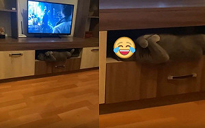 (影)灰貓躺電視櫃雙手交叉「思考貓生」 網笑:牠需要聊一聊?