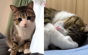 (影)燈好亮!虎斑貓「毛手遮眼」想賴床 網:萌到不行