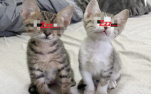 想拍幼貓「證件照」卻變瞌睡現場 網暴動:太可愛了!