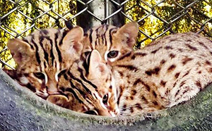 石虎三胞胎將分離!大哥小妹野放 二哥留園保育