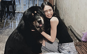 藏獒超大隻!模特「Cindy」熊抱:我的好朋友