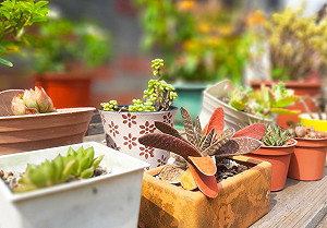 新北林口幸福志工隊推園藝書畫計畫伴長輩度過疫情時期