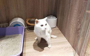 新北傳感傷溫馨的動保防疫事蹟 飼主託夢尋回23歲貓瑞