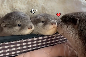 (影)水獺媽媽輪流給Baby「愛的親親」 療癒畫面融化眾網民!