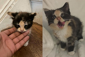 活潑浪貓餓肚子街頭找食「被困垃圾桶」掙扎呼救!