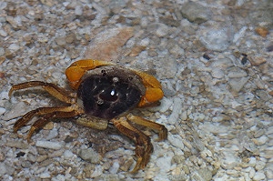 守護陸蟹過馬路!墾丁國家公園夏季「護蟹交通管制」7/24開跑