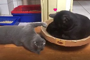 (影)灰貓玩搖搖盆卻遭黑貓亂入 網笑:旋轉咖啡杯?