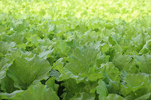烟花颱風前來菜價高漲!農糧署:供貨穩定無須搶購