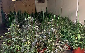 稱佛心救人 男子加盟種植大麻販售遭求處無期徒刑