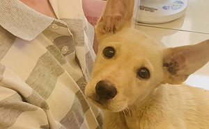 新北動保處智能認養　居家防疫小學生與流浪小Q巧結緣