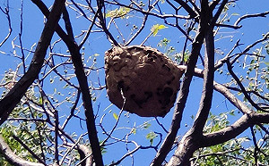 新北近期日摘40個蜂巢  動保處籲降級上山踏青慎防蜂