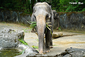 二級警戒》睽違77天!台北市立動物園8/1起重新開放